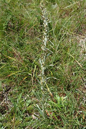 Gnaphalium norvegicum \ Norwegisches Ruhrkraut, D Schwarzwald, Belchen 22.7.2017