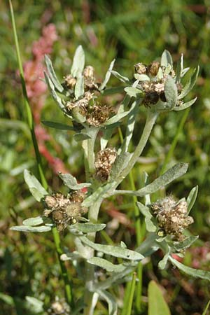 Gnaphalium uliginosum \ Sumpf-Ruhrkraut / Marsh Cudweed, D Schwarzenborn 8.9.2020