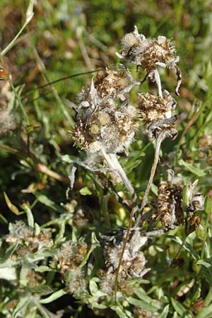 Gnaphalium uliginosum \ Sumpf-Ruhrkraut / Marsh Cudweed, D Schwarzenborn 8.9.2020