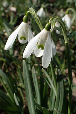 Galanthus nivalis \ Echtes Schneegl�ckchen / Snowdrop, D Ludwigshafen 8.3.2021