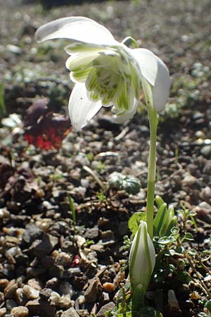 Galanthus nivalis \ Echtes Schneegl�ckchen / Snowdrop, D Mannheim 9.2.2022