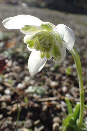 Galanthus nivalis \ Echtes Schneegl�ckchen / Snowdrop, D Mannheim 9.2.2022