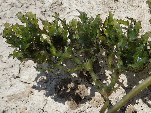 Najas marina \ Gro�es Nixenkraut / Spiny Najad, D Mannheim 13.8.2022