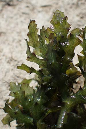 Najas marina \ Gro�es Nixenkraut / Spiny Najad, D Mannheim 13.8.2022