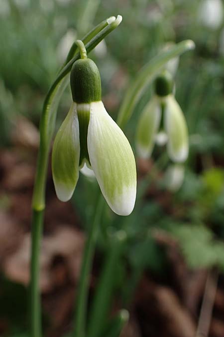 Galanthus nivalis \ Echtes Schneegl�ckchen / Snowdrop, D Mannheim-Pfingstberg 4.2.2023