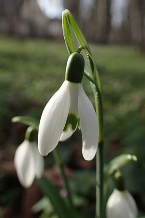 Galanthus nivalis \ Echtes Schneegl�ckchen / Snowdrop, D Mannheim-Pfingstberg 4.2.2023