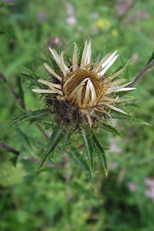 Carlina vulgaris \ Golddistel / Carline Thistle, D Weinheim an der Bergstra&szlig;e 24.7.2007