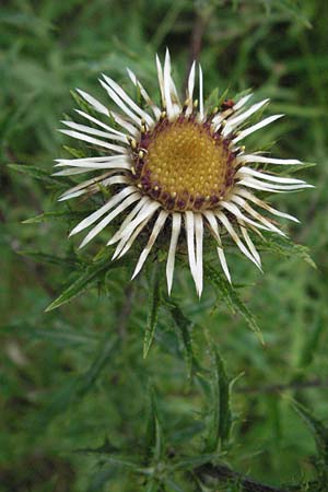 Carlina vulgaris \ Golddistel / Carline Thistle, D Weinheim an der Bergstra&szlig;e 24.7.2007