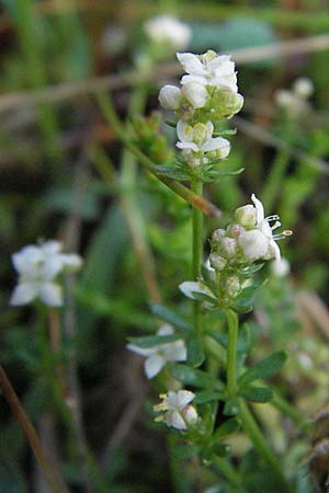 Galium palustre agg. \ Sumpf-Labkraut / Common Marsh Bedstraw, D Schwarzwald/Black-Forest, Sch&ouml;nau 18.5.2007