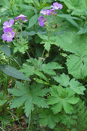 Geranium palustre \ Sumpf-Storchschnabel / Marsh Crane's-Bill, D Schwarzwald/Black-Forest, Feldberg 24.6.2007