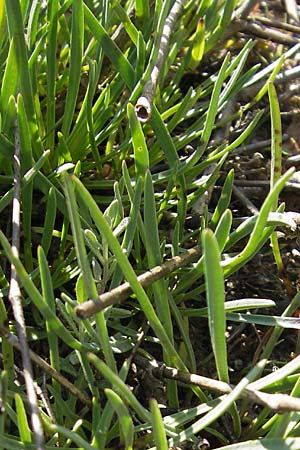 Gypsophila fastigiata \ B�schel-Gipskraut / Gypsophila, D Botan. Gar.  Universit.  Mainz 11.7.2009