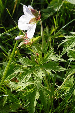 Geranium pratense \ Wiesen-Storchschnabel / Meadow Crane's-Bill, D Wurmlingen 3.6.2015