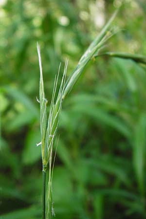 Brachypodium sylvaticum \ Wald-Zwenke / False Brome, D Hechingen 26.7.2015
