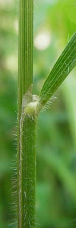 Brachypodium sylvaticum \ Wald-Zwenke / False Brome, D Hechingen 26.7.2015