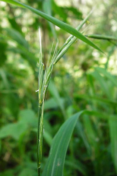 Brachypodium sylvaticum \ Wald-Zwenke / False Brome, D Hechingen 26.7.2015