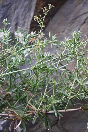 Galium pumilum \ Heide-Labkraut, Zierliches Labkraut / Slender Bedstraw, D Koblenz 15.8.2015