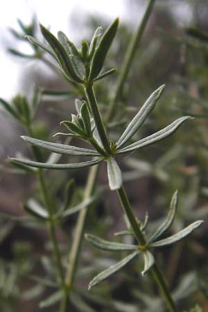 Galium pumilum \ Heide-Labkraut, Zierliches Labkraut / Slender Bedstraw, D Koblenz 15.8.2015