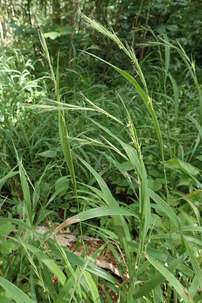 Brachypodium sylvaticum \ Wald-Zwenke / False Brome, D Hechingen 26.7.2015