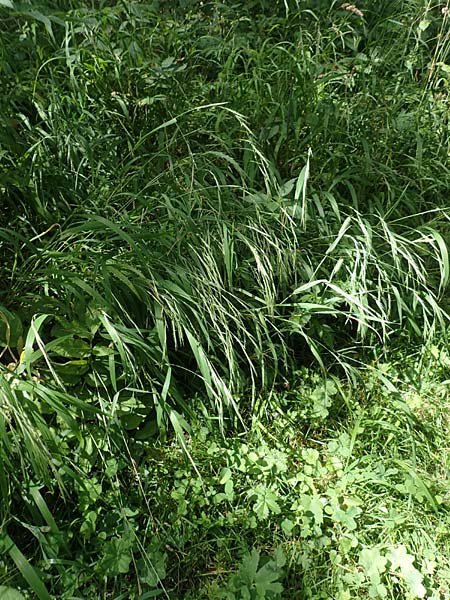 Brachypodium sylvaticum \ Wald-Zwenke / False Brome, D Hechingen 26.7.2015