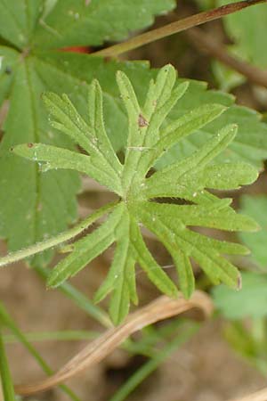 Geranium pusillum \ Kleiner Storchschnabel / Small-Flowered Crane's-Bill, D M&ouml;mlingen 16.7.2016