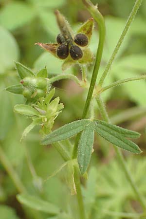 Geranium pusillum \ Kleiner Storchschnabel / Small-Flowered Crane's-Bill, D M&ouml;mlingen 16.7.2016