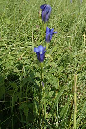 Gentiana pneumonanthe \ Lungen-Enzian / Marsh Gentian, D Gro&szlig;-Gerau 28.7.2017