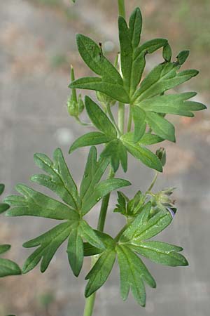Geranium pusillum \ Kleiner Storchschnabel / Small-Flowered Crane's-Bill, D Mannheim 17.9.2017