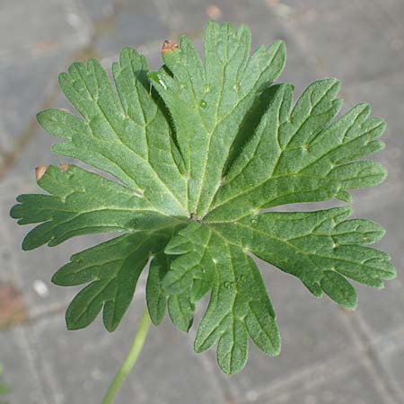 Geranium pusillum \ Kleiner Storchschnabel / Small-Flowered Crane's-Bill, D Mannheim 17.9.2017