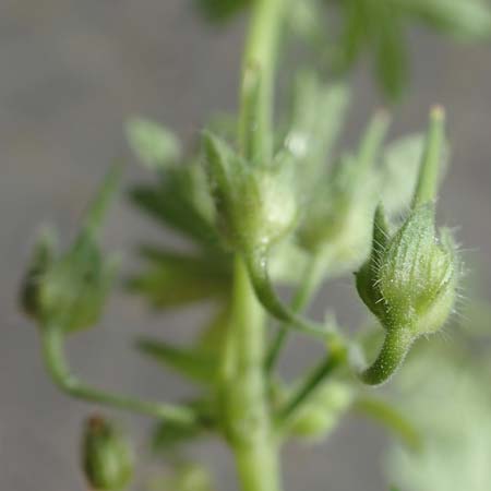 Geranium pusillum \ Kleiner Storchschnabel / Small-Flowered Crane's-Bill, D Mannheim 17.9.2017