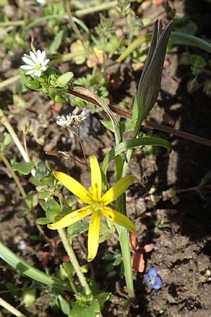 Gagea pratensis \ Wiesen-Gelbstern / Meadow Gagea, D Hanhofen 14.4.2018