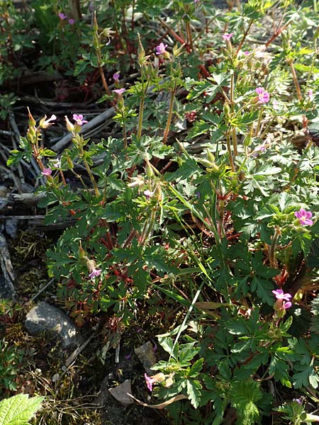 Geranium purpureum \ Purpur-Storchschnabel / Little Robin, Lesser Herb Robert, D Weinheim an der Bergstra&szlig;e 17.4.2018