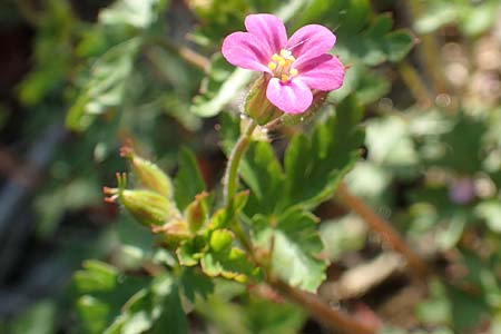 Geranium purpureum \ Purpur-Storchschnabel / Little Robin, Lesser Herb Robert, D Weinheim an der Bergstra&szlig;e 17.4.2018