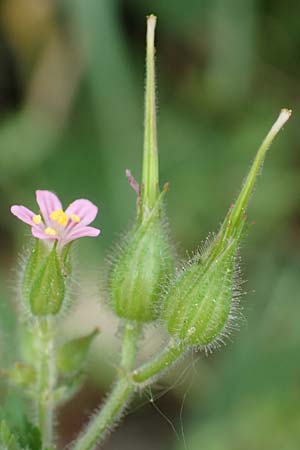 Geranium purpureum \ Purpur-Storchschnabel / Little Robin, Lesser Herb Robert, D Eberbach 11.5.2018