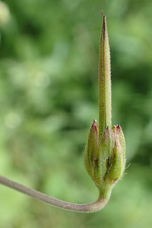 Geranium pyrenaicum \ Pyren�en-Storchschnabel / Hedge-Row Crane's-Bill, D Aachen-Orsbach 13.6.2019