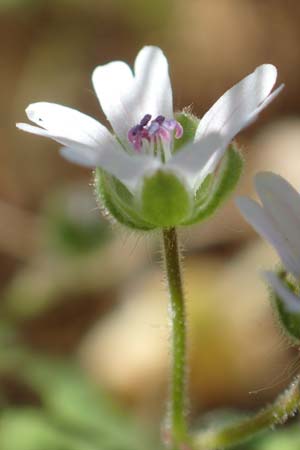 Geranium pusillum \ Kleiner Storchschnabel / Small-Flowered Crane's-Bill, D Hockenheim 16.5.2020