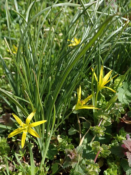 Gagea pratensis \ Wiesen-Gelbstern / Meadow Gagea, D Mannheim 20.3.2021
