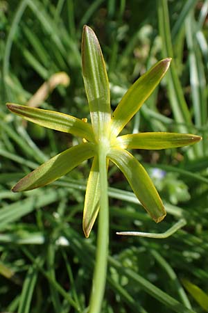 Gagea pratensis \ Wiesen-Gelbstern / Meadow Gagea, D Mannheim 24.3.2021
