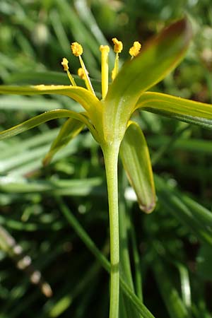 Gagea pratensis \ Wiesen-Gelbstern / Meadow Gagea, D Mannheim 24.3.2021