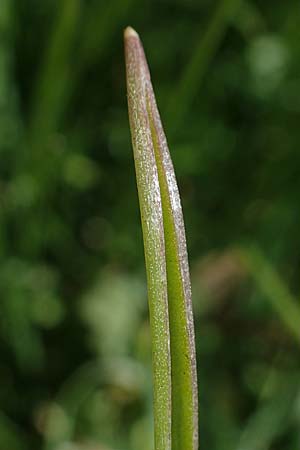 Gagea pratensis \ Wiesen-Gelbstern / Meadow Gagea, D Mannheim 24.3.2021