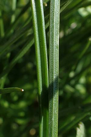 Gagea pratensis \ Wiesen-Gelbstern / Meadow Gagea, D Mannheim 24.3.2021