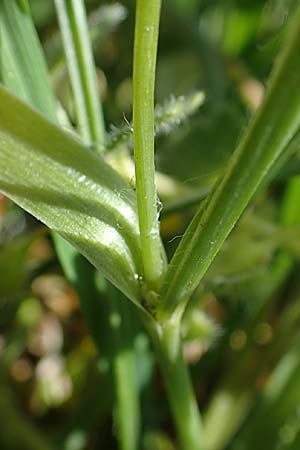 Gagea pratensis \ Wiesen-Gelbstern / Meadow Gagea, D Mannheim 24.3.2021