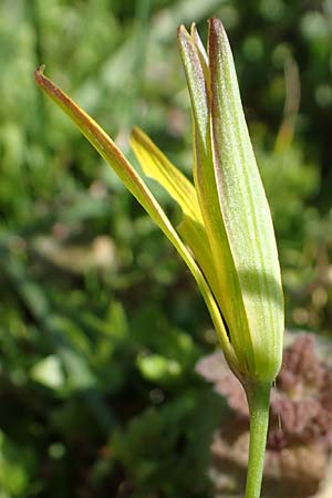 Gagea pratensis \ Wiesen-Gelbstern / Meadow Gagea, D Mannheim 24.3.2021