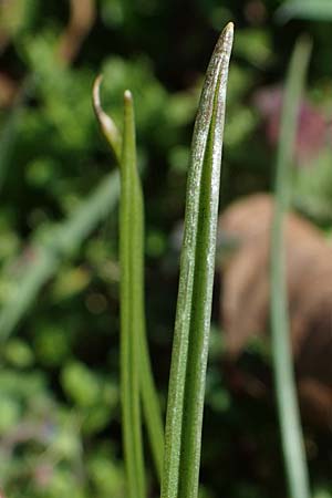 Gagea pratensis \ Wiesen-Gelbstern / Meadow Gagea, D Mannheim 24.3.2021