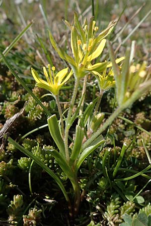 Gagea villosa \ Acker-Gelbstern / Hairy Star of Bethlehem, D Mannheim 24.3.2021