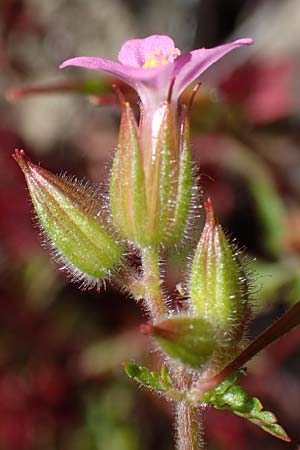 Geranium purpureum \ Purpur-Storchschnabel / Little Robin, Lesser Herb Robert, D Mannheim 13.5.2021