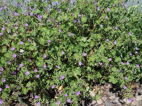 Geranium pyrenaicum \ Pyren�en-Storchschnabel / Hedge-Row Crane's-Bill, D Mannheim 13.5.2021