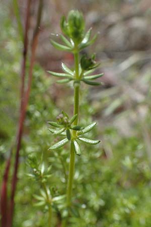 Galium parisiense var. leiocarpum \ Kahles Pariser Labkraut / Bald Wall Bedstraw, D Mannheim 13.5.2021
