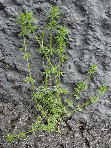 Galium parisiense var. leiocarpum \ Kahles Pariser Labkraut / Bald Wall Bedstraw, D Mannheim 15.5.2021
