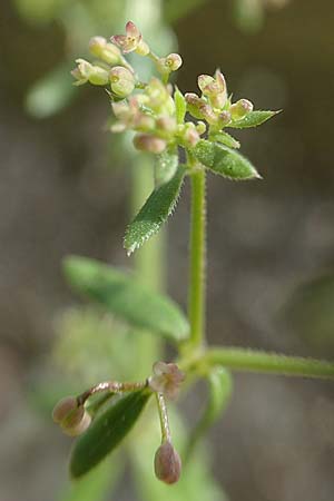 Galium parisiense var. leiocarpum \ Kahles Pariser Labkraut / Bald Wall Bedstraw, D Mannheim 5.6.2021