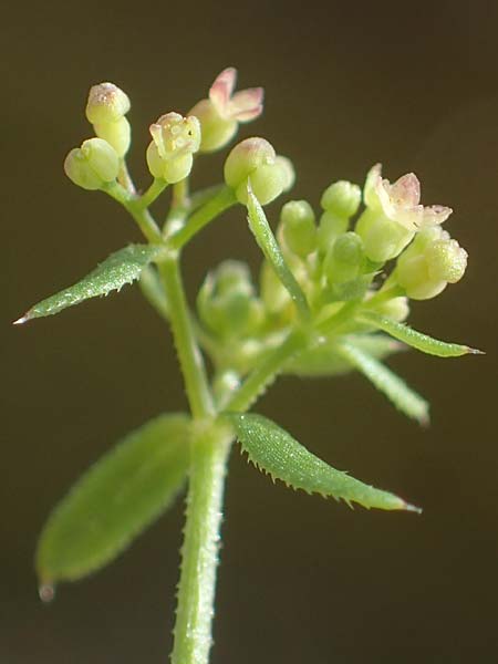 Galium parisiense var. leiocarpum \ Kahles Pariser Labkraut / Bald Wall Bedstraw, D Mannheim 5.6.2021